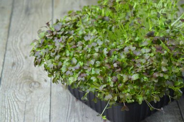 Mikro yeşiller. Yeşil arka plan. Sağlıklı salata, karışık salata (mikro yeşillikler, sulu atıştırmalıklar). yiyecek arkaplanı - Boşluğu kopyala