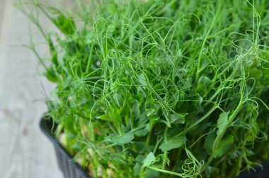 Mikro yeşiller. Yeşil arka plan. Sağlıklı salata, karışık salata (mikro yeşillikler, sulu atıştırmalıklar). yiyecek arkaplanı - Boşluğu kopyala