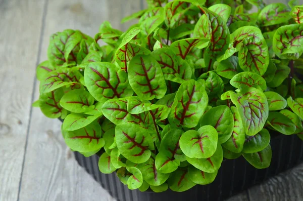 Micro greens. Sorrel. Green background.