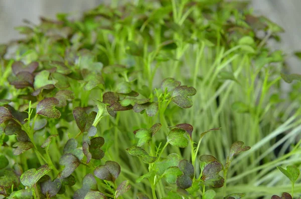 Micro Verts Fond Vert Salade Saine Feuilles Mélanger Salade Mélanger — Photo