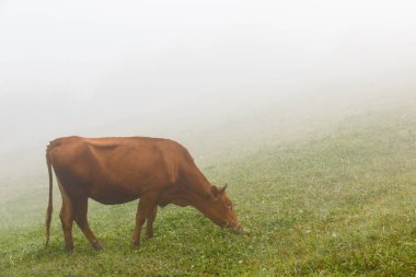 Yeşil Mera sisli bir günde'süt inek.