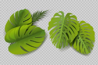 monstera yaprakları