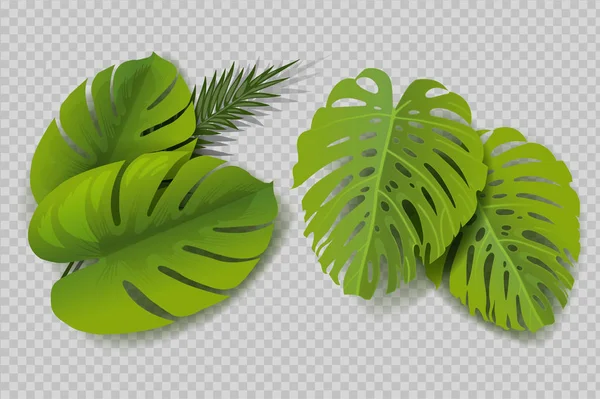 monstera yaprakları