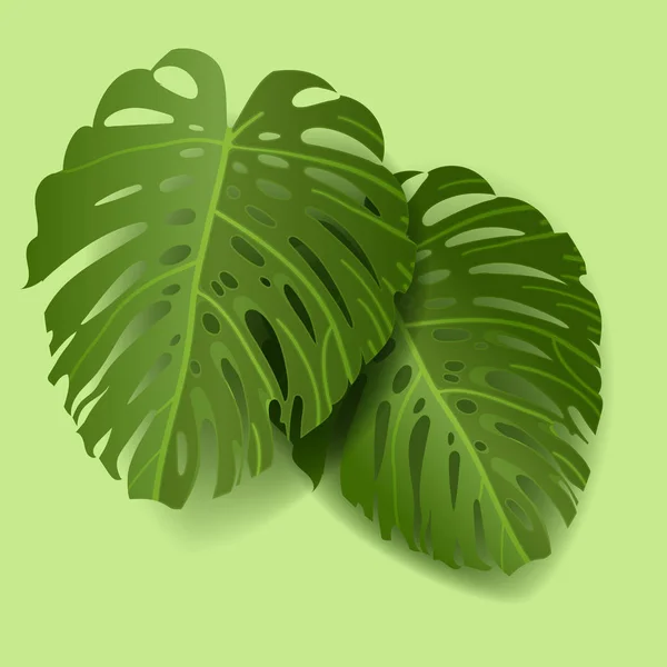 Monstera yaprakları — Stok Vektör