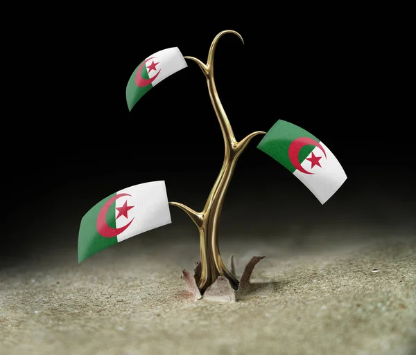 Sprout Algerian Flag Black — Stock Photo, Image