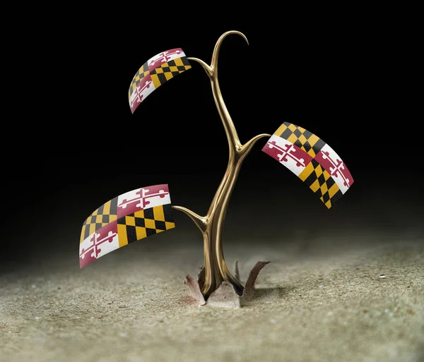 3d sprout with Maryland flag on black