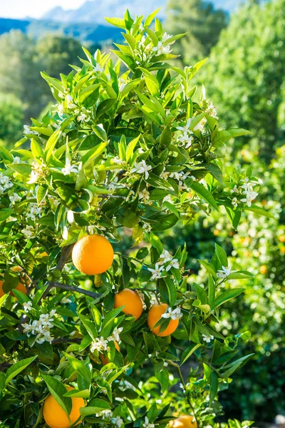 Orange Tree Plantation Both Ripe Fruit New Flowers — Stock Photo, Image
