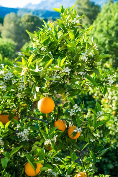 Orange Tree Plantation Both Ripe Fruit New Flowers — Stock Photo, Image