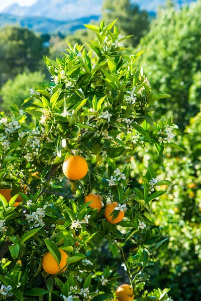 Orange Tree Plantation Both Ripe Fruit New Flowers — Stock Photo, Image