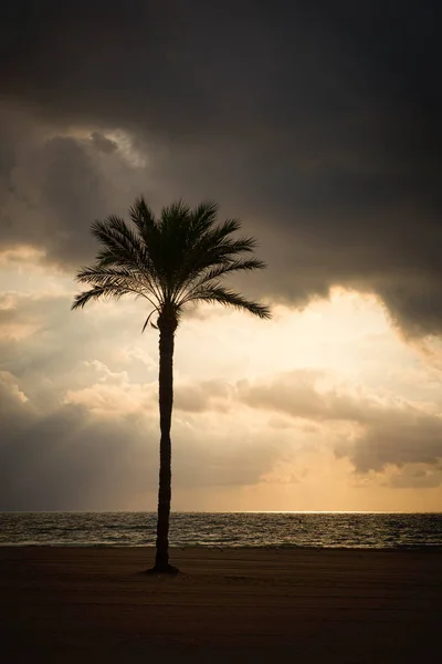 Bouřky Hrozí Nebezpečné Počasí Pobřeží Palm Silueta — Stock fotografie