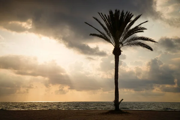 Storm Moln Hotar Farligt Väder Kusten Palm Siluett — Stockfoto