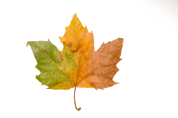 Autumn Leaf Gradient Green Brown Isolated White — Stock Photo, Image