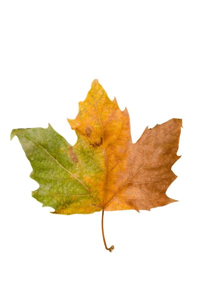 Autumn Leaf Gradient Green Brown Isolated White — Stock Photo, Image