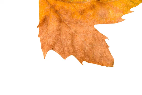 Autumn Leaf Gone Completely Brown White Background — Stock Photo, Image