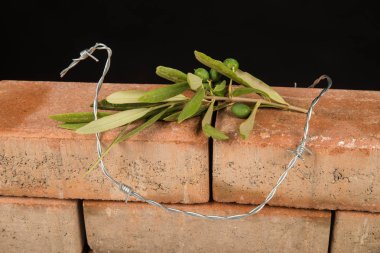 İnsan hakları kavramı göç ve konuşma özgürlüğü üzerinde odaklanmış
