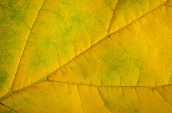 Close up of autumn color gradient on leaf