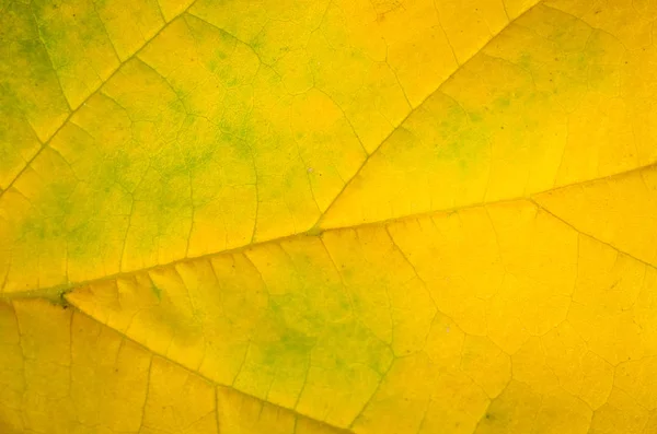 나뭇잎 배경에서가 그라데이션 — 스톡 사진