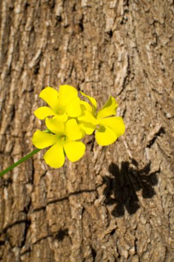 Sarı trefoil çiçek bir ağaç gövdesi arka planı