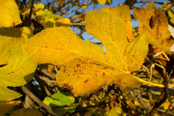 Branches full of yellow autumn leaves on fig tree