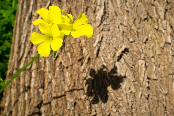 Trefoil Żółte Kwiaty Tle Pnia Drzewa — Zdjęcie stockowe