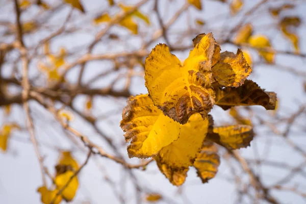 Feuillage Jaune Profond Sur Les Branches Des Arbres Automne — Photo