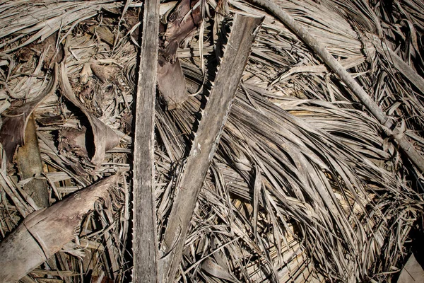 Högen Torkning Palm Lämnar Efter Beskärning — Stockfoto