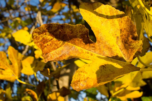 Branches full of yellow autumn leaves on a fig tree