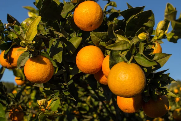 Orange Plantation Getting Close Harvest Time Branches Loaded Ripe Fruit — Zdjęcie stockowe