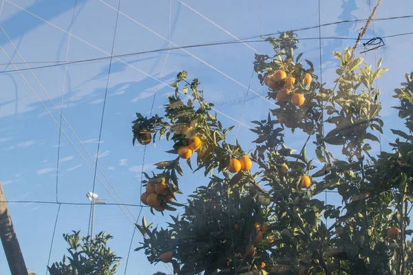 Treibhausnetze Auf Einer Orangenplantage — Stockfoto