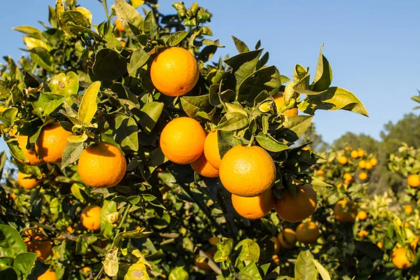Плантация Апельсинов Приближается Времени Сбора Урожая Ветви Загружены Спелыми Фруктами — стоковое фото