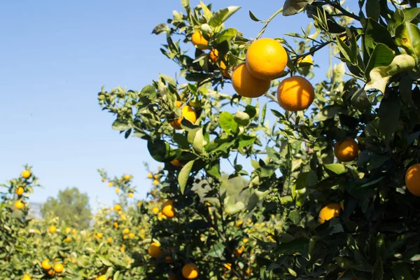 Plantación Naranjas Acercándose Época Cosecha Ramas Cargadas Fruta Madura —  Fotos de Stock