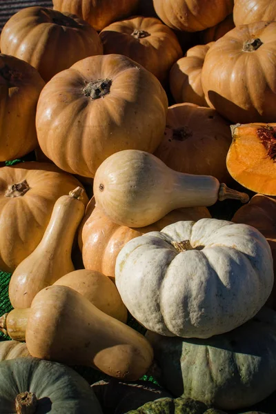 Assorted Pumpkins Street Market Autumn Sunshine — Stock Photo, Image