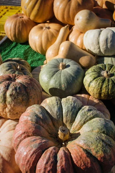 Assorted Pumpkins Street Market Autumn Sunshine — Stock Photo, Image