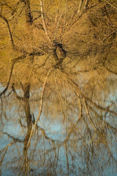 Ağaç Bir Lagün Sakin Sularına Yansıyan — Stok fotoğraf
