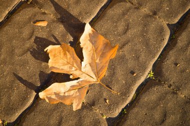 Bir kaldırım taşı kaldırım üzerinde tek sonbahar yaprak