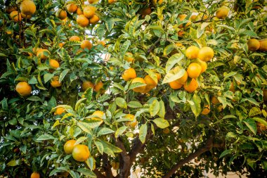 Portakal ağacı hasat için hazır olmak üzere taze meyve yüklü