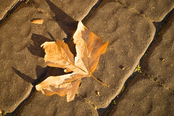 玉石の舗装道路に単一秋葉 — ストック写真