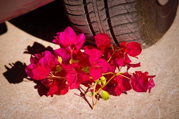 Flowers next to a car exhaust, a concept on the diesel scandal.