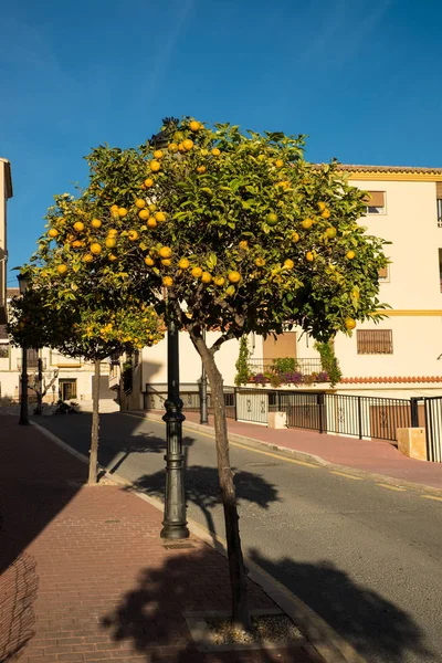 Zierorangenbaum Auf Einer Altstadtstraße Einem Dorf Der Costa Blanca Spanien — Stockfoto