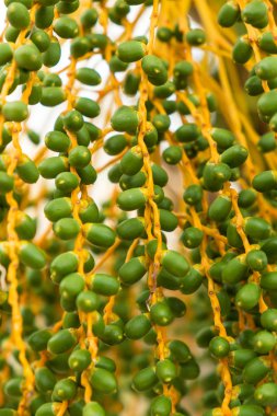 Henüz tam bir çerçeve kümesinde Olgun, yeşil tarihi almak