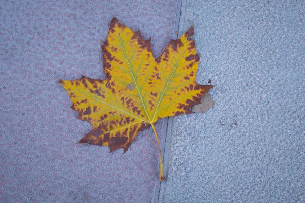 Fall Leave Pavement — Stock Photo, Image