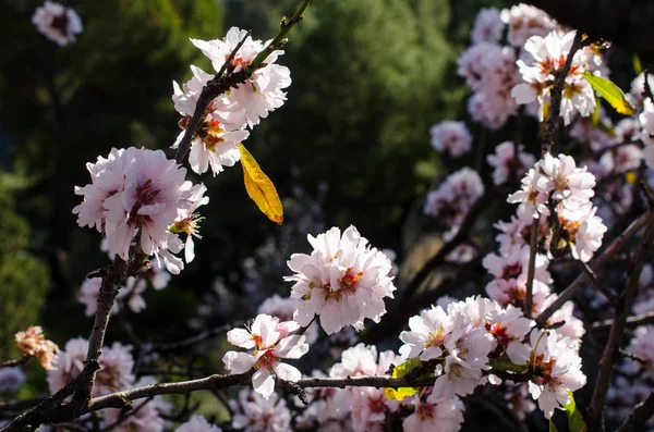 Flor Amendoeira Antecipando Fim Inverno Mediterrânico — Fotografia de Stock