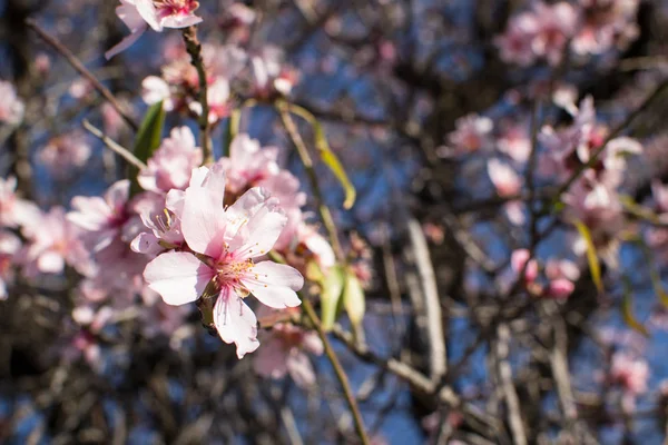 Almond Tree Blossom Anticipating End Mediterranean Winter — Stock Photo, Image