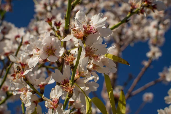 Almond Tree Blossom Anticipating End Mediterranean Winter — Stock Photo, Image