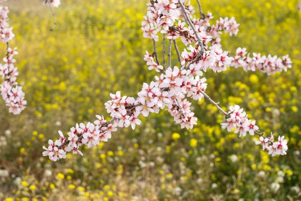 Kwiat Drzewo Migdałowe Przewidywanie Koniec Zimy Śródziemnomorskiej — Zdjęcie stockowe