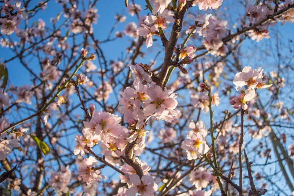 Almond Tree Blossom Anticipating End Mediterranean Winter — Stock Photo, Image