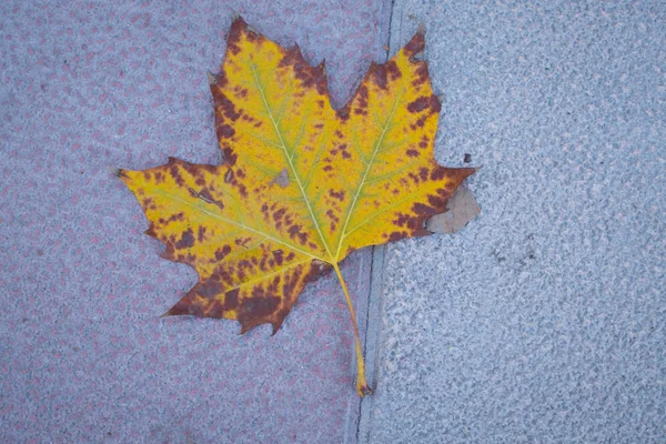 Fall leave on the pavement