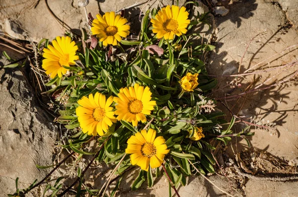 Daisies dziki rock — Zdjęcie stockowe