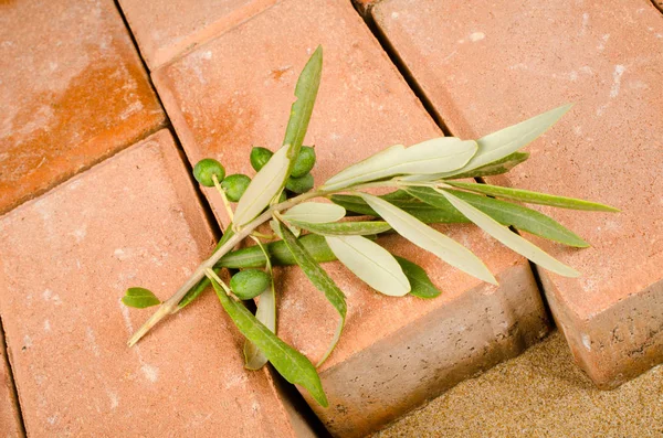 Ramita de olivo sobre adoquín — Foto de Stock