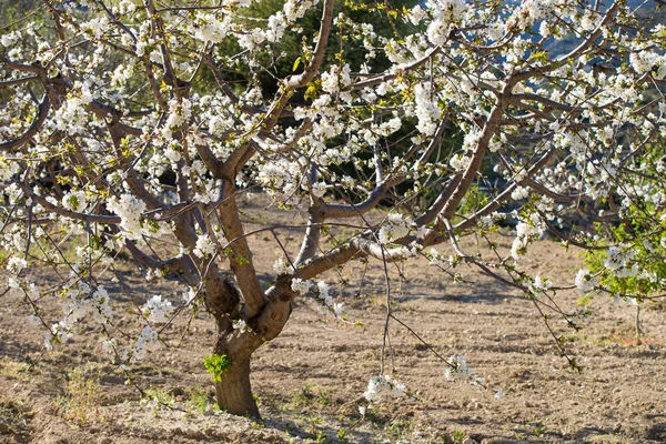 Cherry Tree Blossom — Stock Photo, Image